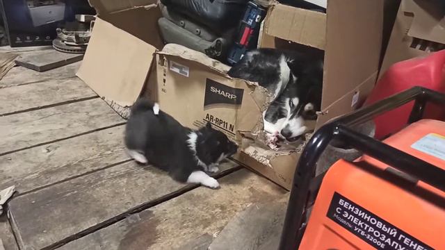 щенкам ВСЛ 1 месяц, проявляют хорошие качества. #всл #восточносибирскаялайка