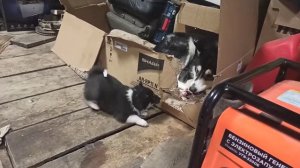 щенкам ВСЛ 1 месяц, проявляют хорошие качества. #всл #восточносибирскаялайка