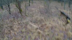 ЗАГОННАЯ ОХОТА НА КОСУЛЮ. Столько коз я ещё не видел!