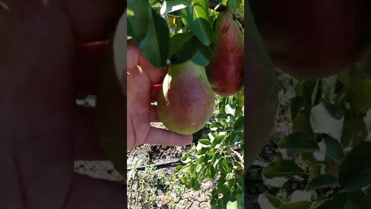 груша Дево смотреть онлайн