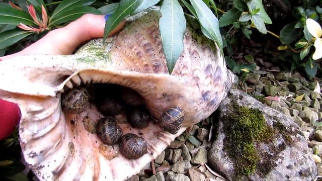 HUGE Sea Snail Seashell acting as a Mothershell for Garden Snails смотреть онлайн