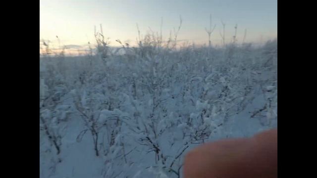 Зимняя охота на севере Республики Саха (Якутия) 2021 год! смотреть онлайн