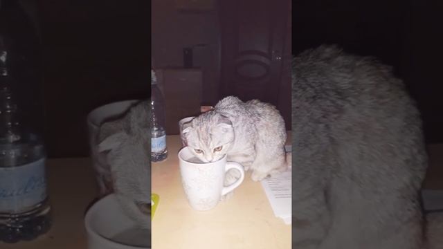 Учимся пить из кружки?? смотреть онлайн