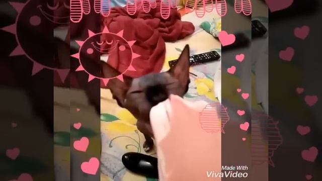 Сфинксы очень любят мороженое) смотреть онлайн