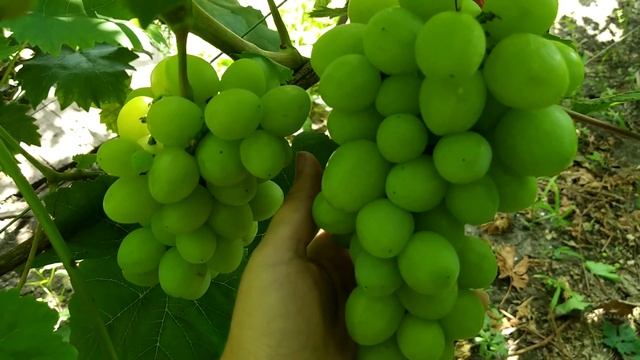 Джина Гусева на 03.08.21 дополнение к вчерашнему видео по поводу размера грозди. смотреть онлайн