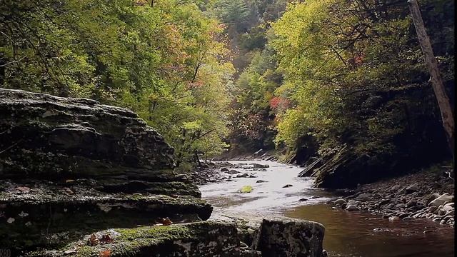 Звуки леса, пение птиц, relax, sleep смотреть онлайн