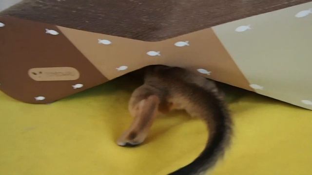 Абиссинский котенок 2 месяца смотреть онлайн