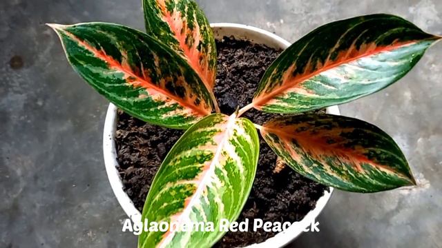 AGLAONEMA PLANT VARIETIES AND NAMES смотреть онлайн