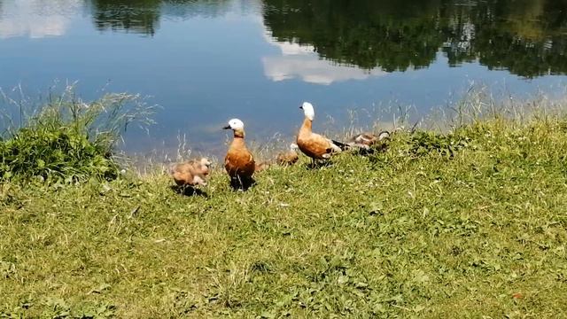 Жара в Москве🦆🦆#москва#пейзажи#город#воробьёвыгоры#пруд#утки#птицы#лето2022 смотреть онлайн