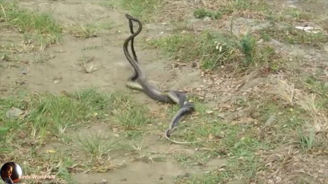 Snake couple season /short смотреть онлайн