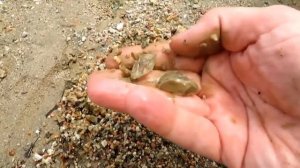 Как найти золото в песке