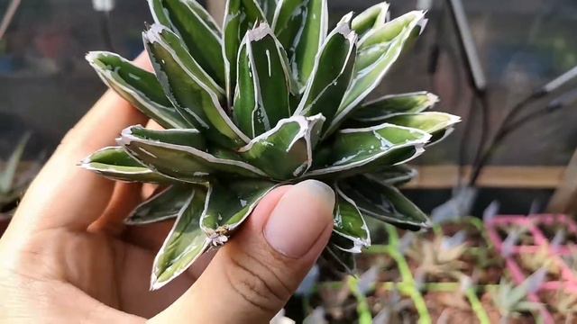 NAG ROT SI AGAVE VICTORIAE REGINAE KO!!! // Nicopou69 смотреть онлайн
