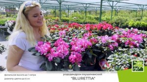 Рододендрон Блюреттия: эффектный кустарник для любимого сада