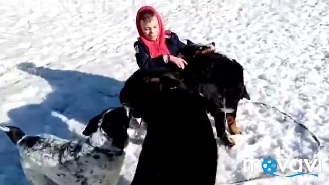 ВОТ ТАК БЫВАЕТ... БЕРНСКОЙ ЗЕННЕНХУНД. смотреть онлайн