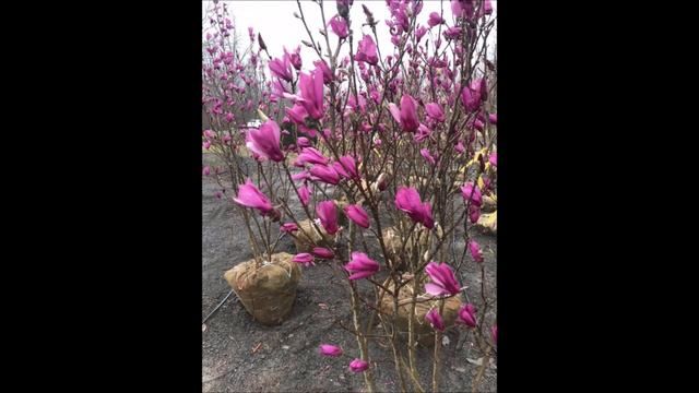 Magnolia Ann Shrubs Available at Highland Hill Farm Perfect for a small garden смотреть онлайн
