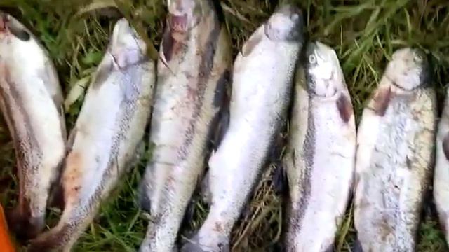 Они лежали молча в ряд их было восемь! смотреть онлайн