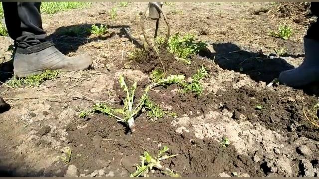 Торнадо от сорняков. Самое полезное что я сделал. смотреть онлайн