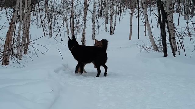 Dog and Wild Coyote best friend for couple years now. смотреть онлайн