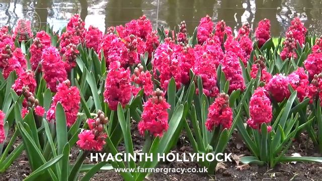 Hyacinth 'Hollyhock' - FarmerGracy.co.uk смотреть онлайн