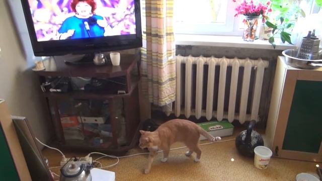 Котик ловит солнечные зайчики от шара смотреть онлайн