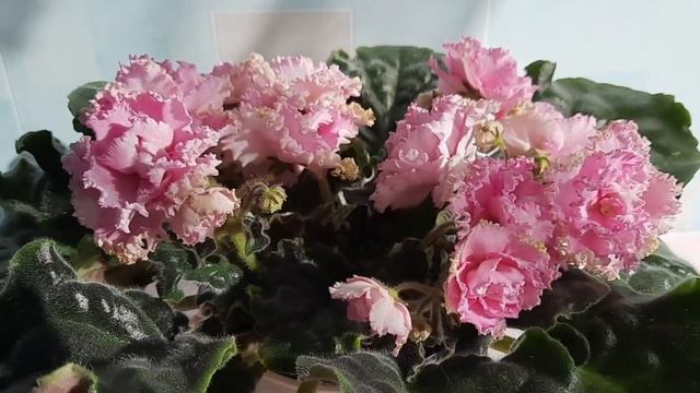 Фиалки! ЛЕ Уси-пуси.