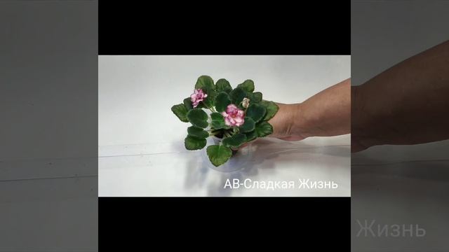 АВ-Прелестница,АВ-Сладкая Жизнь, АВ-Экстаз (спорт). смотреть онлайн