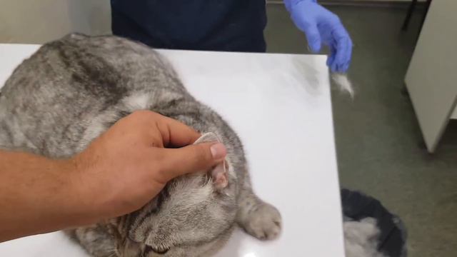 СНЕЖНЫЙ БАРС НА ПРОЦЕДУРАХ У ВРАЧА смотреть онлайн