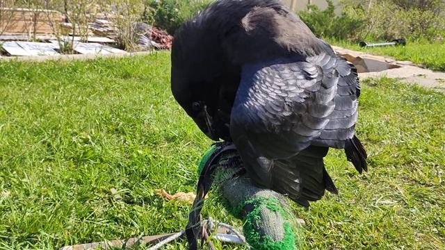 В какой позе может спать ворон?! В любой! смотреть онлайн