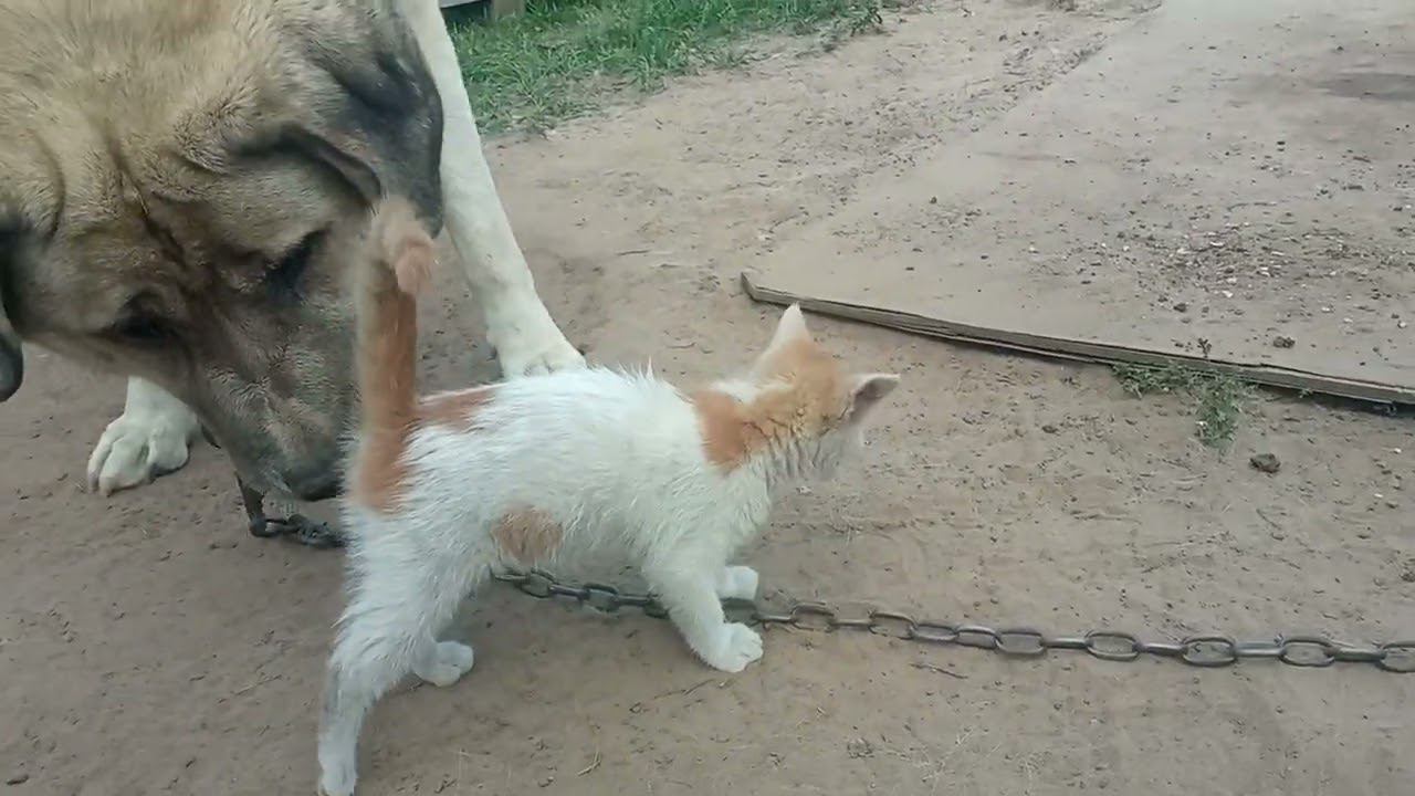 КоТей бессмертный))) смотреть онлайн