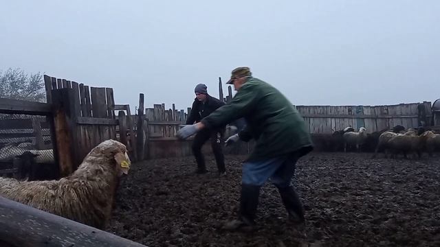 Перегон овец на зимнее содержание! //пришлось побегать смотреть онлайн