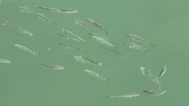 Пляжи Геленджика забиты туристами в последний день сентября 2022 смотреть онлайн