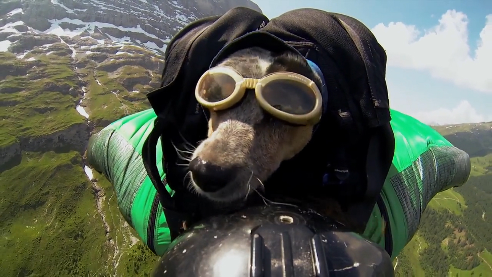 Прыжок собаки с парашютом смотреть онлайн