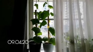 ОГУРЦЫ НА ПОДОКОННИКЕ. Формирование кустов. Часть 2.