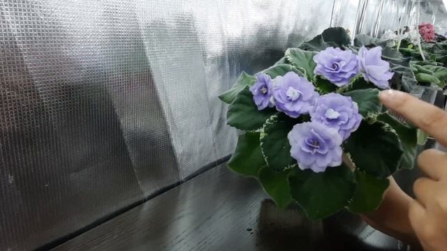 Фиалки НОВИНКИ моей коллекции. Обзор цветущих фиалок. Сортовые фиалки.