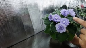 Фиалки НОВИНКИ моей коллекции. Обзор цветущих фиалок. Сортовые фиалки.