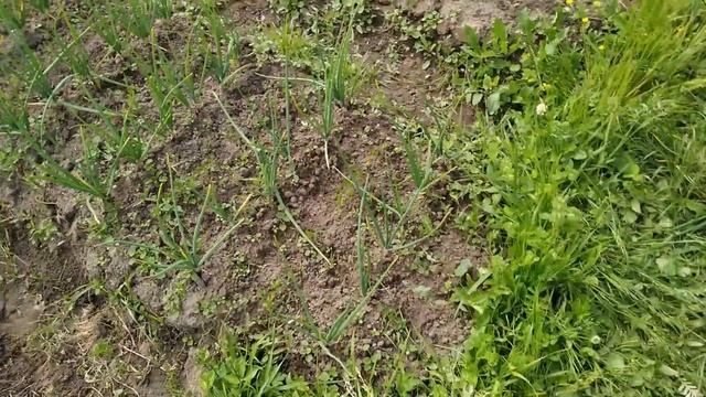 Дача 13 (10.06) Дела огородные. Высадили томаты в открытый грунт на укрывной материал. смотреть онлайн
