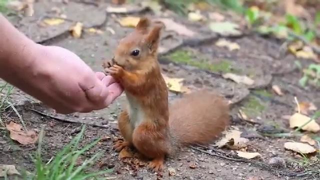 1, Белка ест кедровые орешки, squirrel eats pine nuts смотреть онлайн
