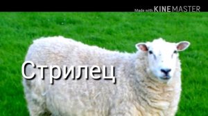 Какая ты музыка по знаку задиаку