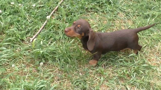 Dachshund Wire-haired Caninchen, (такса жесткошерстная кроличья)2,5 M.old ,Патрик.