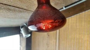 Серия 2. Компактный, утеплённый мини курятник на 10-12 кур несушек. Своими руками. ЗИМОЙ.