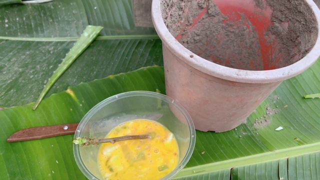 New idea, breed star gooseberry with Aloe Vera and egg yields good harvest смотреть онлайн