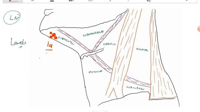 Triangles of Neck + Surgical Lymph node levels смотреть онлайн