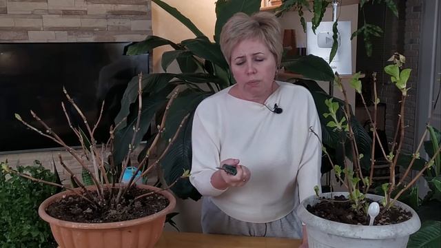 КРУПНОЛИСТНАЯ ГОРТЕНЗИЯ ИЗ ПОДВАЛА, НЕ ДОПУСКАЕМ ОШИБОК!!! / Садовый гид смотреть онлайн