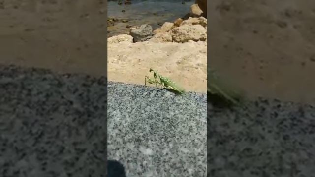 Богомол/Mantis religiosa смотреть онлайн