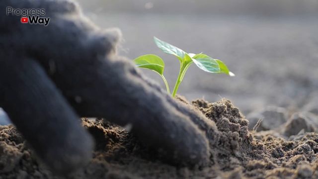 Всего 1 Ложка и Даже Чахлая Рассада Будет Мощной и Коренастой! Проверенный Рецепт! смотреть онлайн