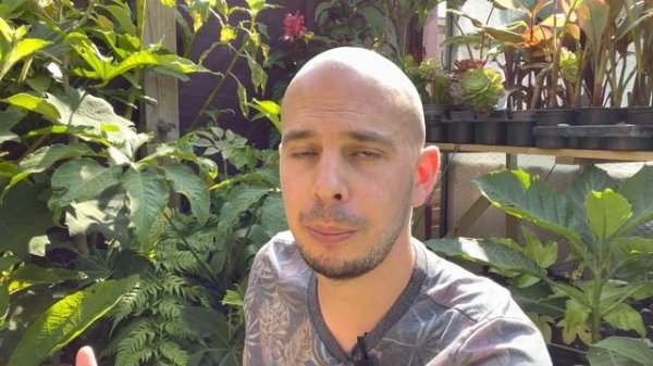 Brassaiopsis mitis - Tropical & exotic style plants