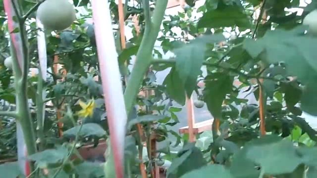 Новые сорта томатов (ДЛЯ МЕНЯ НОВЫЕ) в 2020 году. Часть вторая смотреть онлайн
