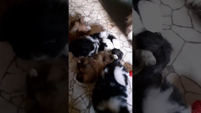 пекинесики играют смотреть онлайн