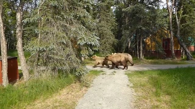 Brown bear runs by my cabin 6 24 2015 смотреть онлайн