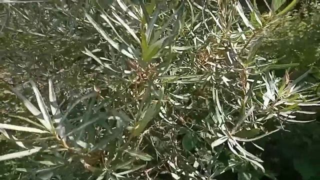 ЛИСТЬЯ ОБЛЕПИХИ. ЛЕЧЕБНЫЕ И ПИЩЕВЫЕ СВОЙСТВА. смотреть онлайн